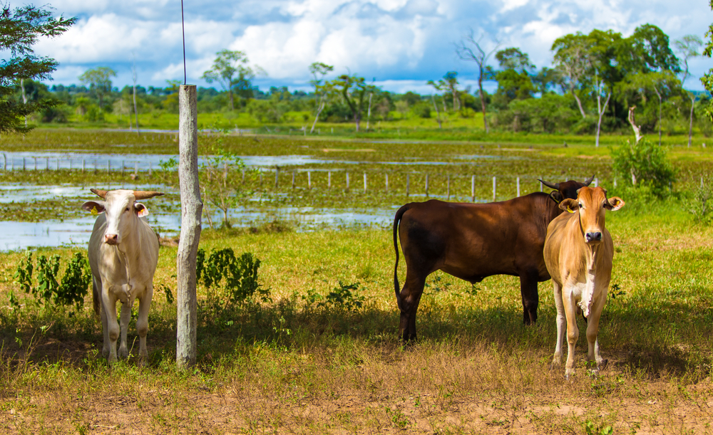 Pantanal landscape with animals